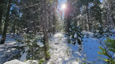 2.5 Acres in Mt Shasta