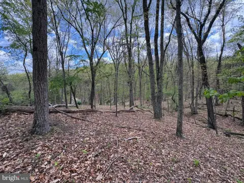 Wooded Hunting Land Tract