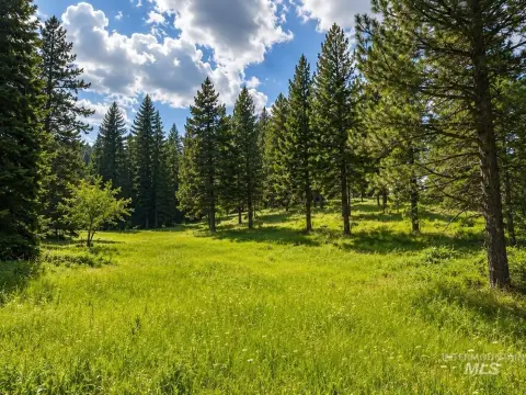 Timberland Acreage with Year-Round Spring