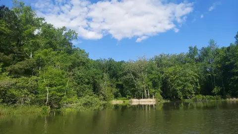 Tennessee River Waterfront Wooded Lot