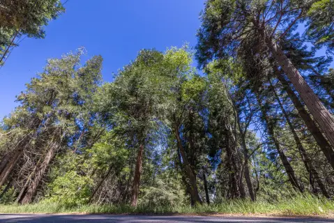 Vacant Land in Cedarpines Park