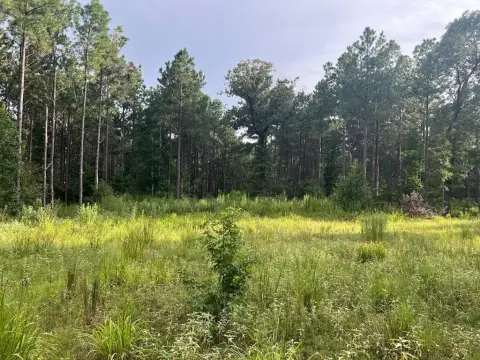 Pine Timber Hunting Land