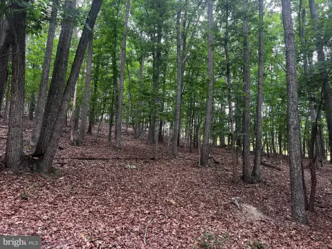Wooded Hunting Land with Build Site