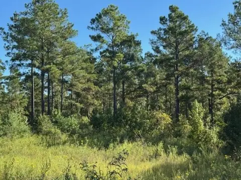 Managed Timber Hunting Land