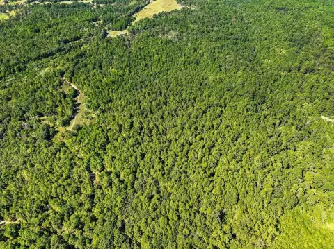 Wooded Hunting Land with Clearing