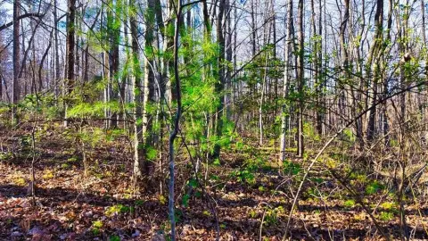 Secluded Wooded Land For Sale