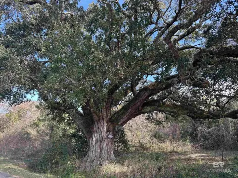 Heavily Wooded Acres in Belforest