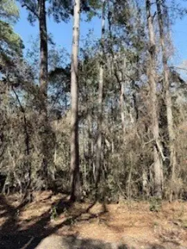 Residential Lot in Midway, GA