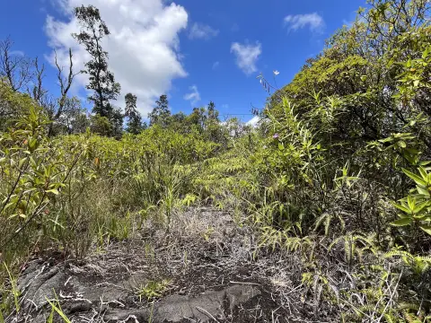 Vacant Land Lot with Native Forest