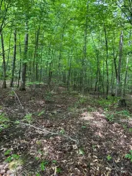 Wooded Land in Wilder, TN