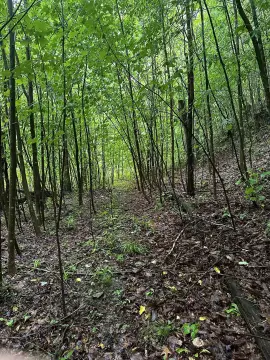 Wooded Recreation Land