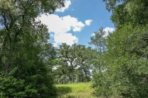 4.5 Acres Wooded Land in Burton