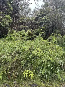 Wooded Residential Land Parcel