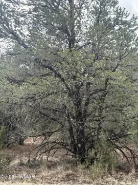 Land in Vernon, Arizona