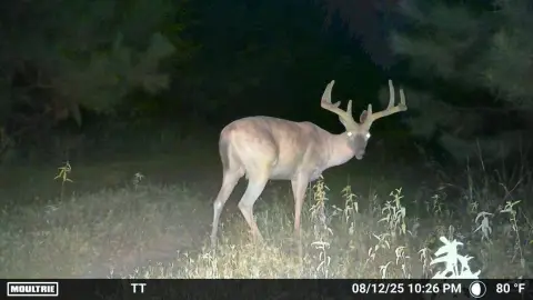 Hunting Land with Camp Improvements
