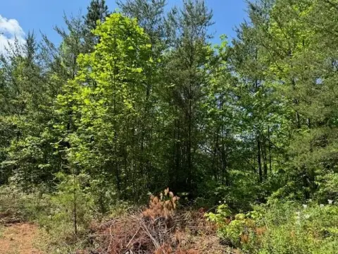 Secluded Residential Lot with Driveway