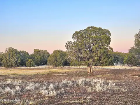 Linden Land: National Forest Access