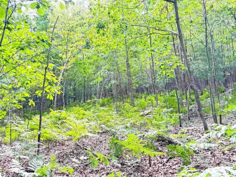 40 Acres Hunting Land Available