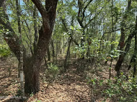Wooded Homesite in Interlachen, FL