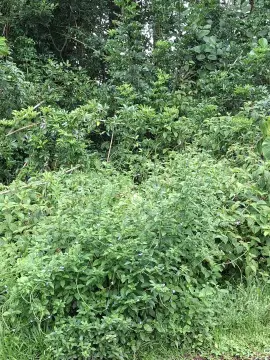 Agricultural Land Parcel with Native Growth