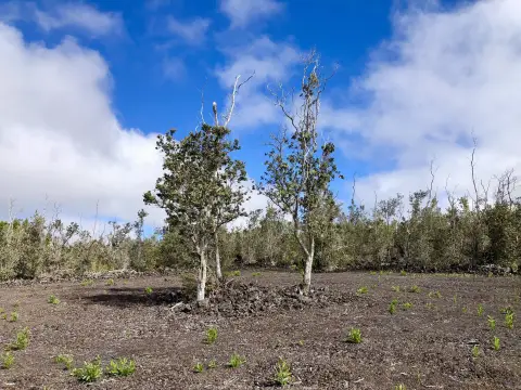 Wooded Lot in Ocean View