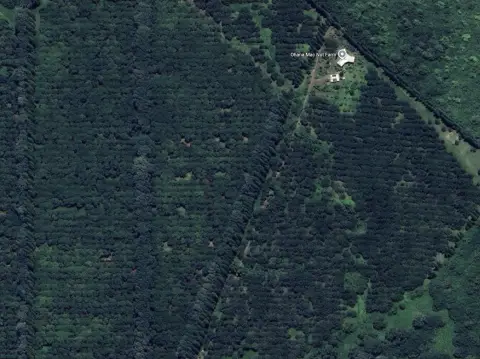 Income-Producing Macadamia Nut Farm