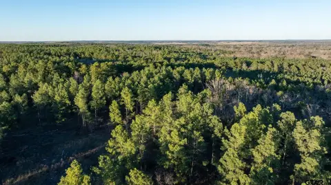 228.8 Acres Timberland Near Tyler, TX