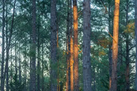 Managed Timberland Property Near Tyler