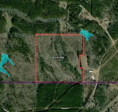Pine Plantation Hunting Tract