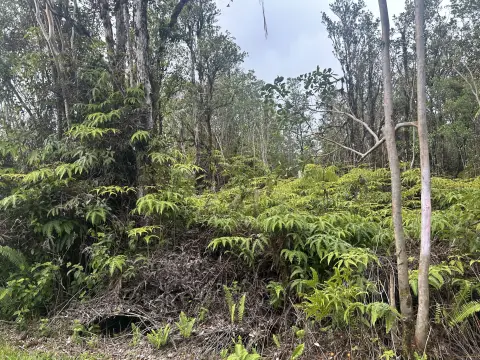 Undeveloped Residential Land Parcel