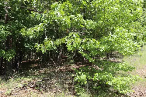 Subdivision Lot in Gated Community