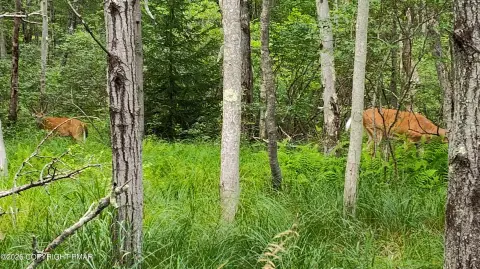 Wooded Lot with Lake View