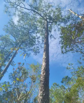 Tallahassee Land Near National Forest