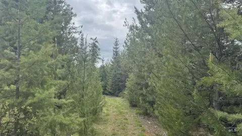 Recreational Timber Land Parcel