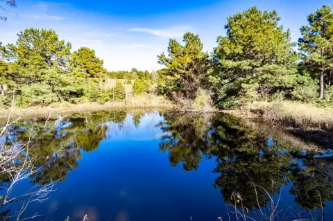 East Texas Pineywoods Acreage
