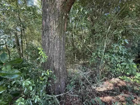 Wooded Lot in Quincy, Florida
