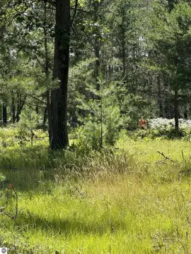 Residential Building Lot with Wooded Setting