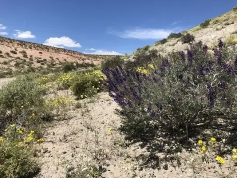 Vast Land in Chalfant Valley