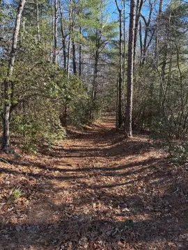 Land Bordering US Forest Service