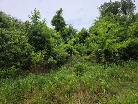 20.99 Acres in Palestine, TX
