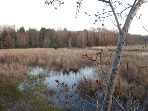 Wooded Hunting Land With Creeks