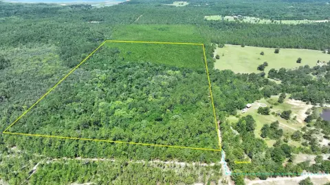 Hunting Land with Longleaf Pines