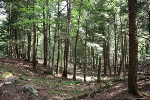 Wooded Land with Stream and Pond