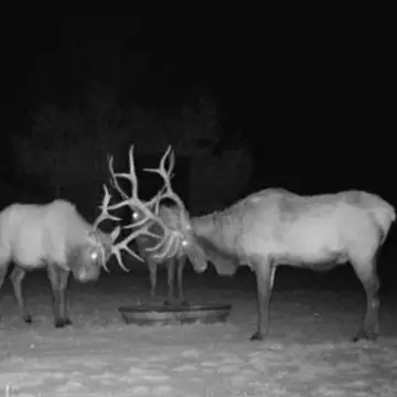 Recreational Hunting Land Parcel
