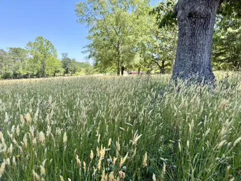 6.4+/- Acre Homesite in Easley