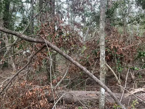 Land Near Peacock Springs