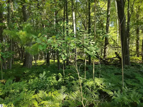Wooded Recreation Land