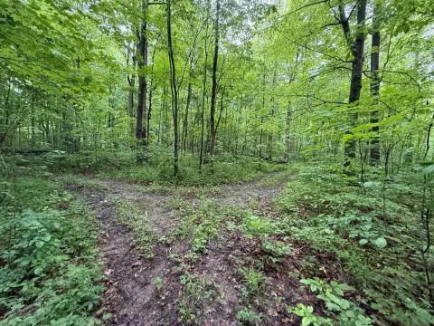 Randolph County Wooded Hunting Land