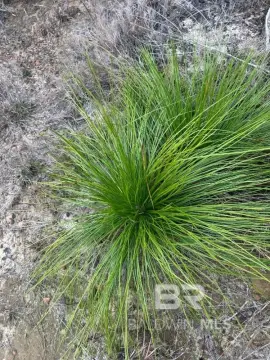Land Surrounded by National Forest