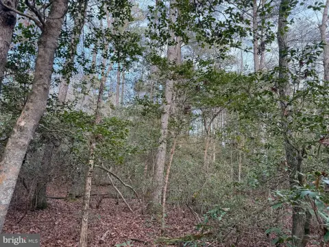 Wooded Land in Valley Lee